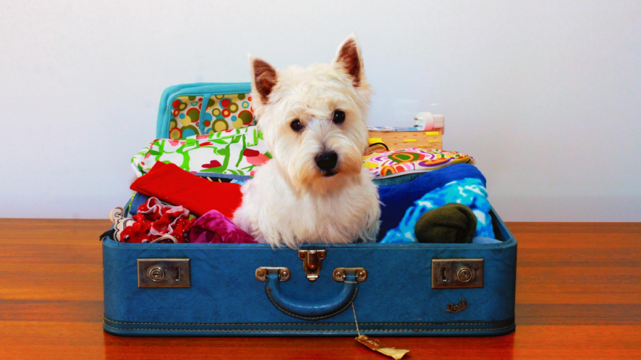 O que levar na mala de férias do meu pet?
