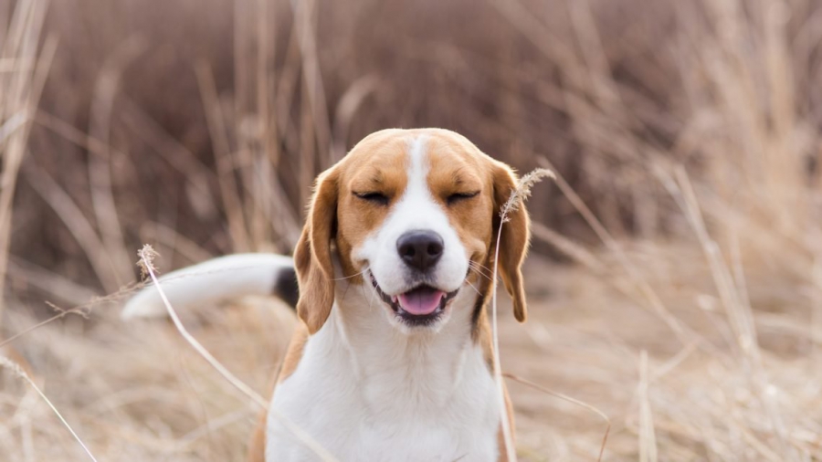 Alergias primaveris nos animais de estimação