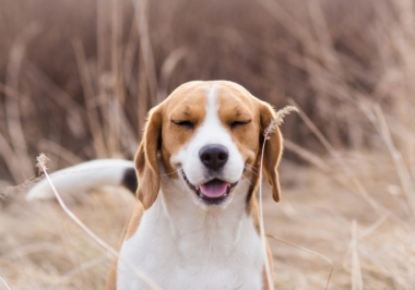 Alergias primaveris nos animais de estimação