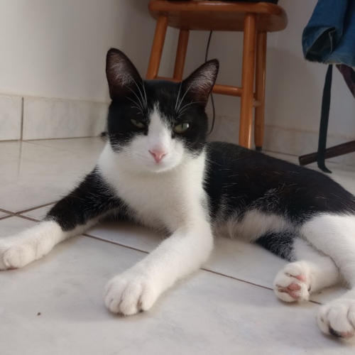 Cleitinho Pereira 