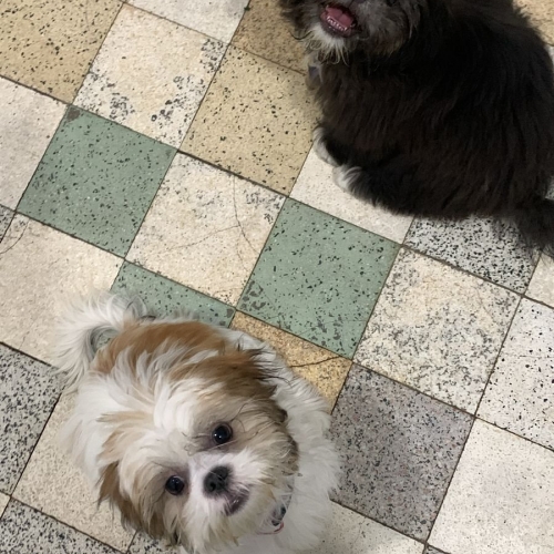 Mel e boby