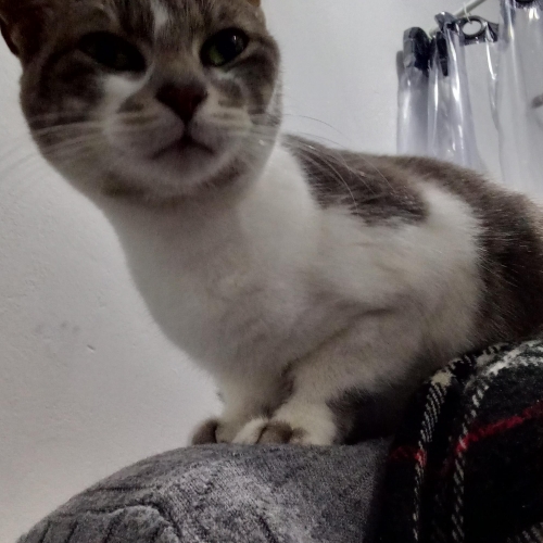Agatha 