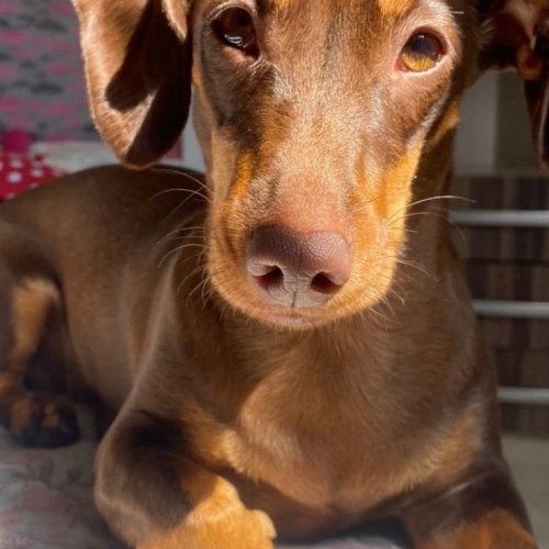 Bela