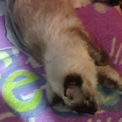 Zoe