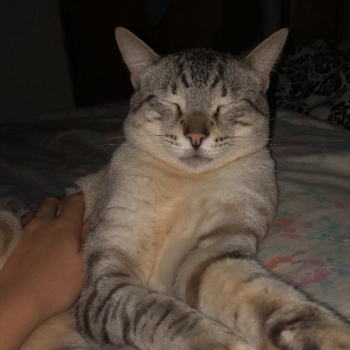 Lipe