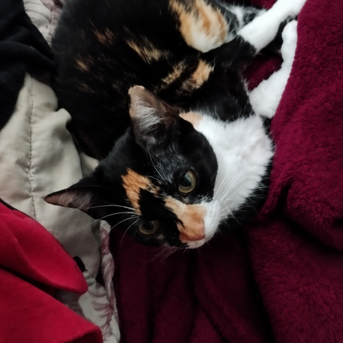 Lili