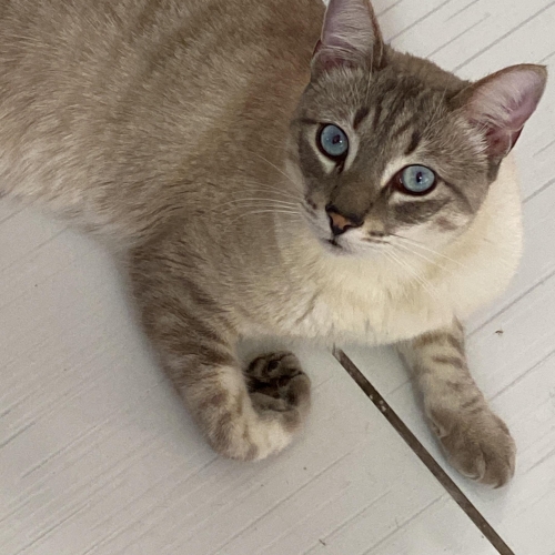 Theo