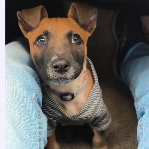 Papelito