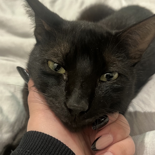 Oreo