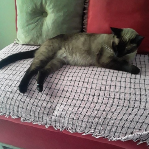 Chanoquinha