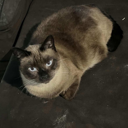 Fiona/fif